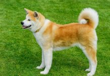 World’s Most Expensive Dogs