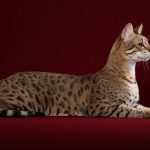 Allerca Hypoallergenic Cat a