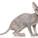 Don Sphynx kitten