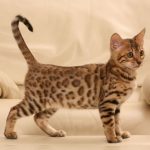 The Bengal Cat a