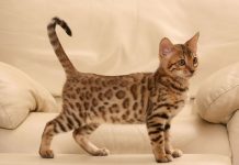 World’s Most Expensive Cats