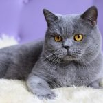 The British Shorthair a