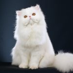 The Persian Cat a