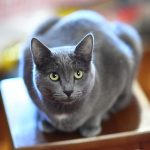 The Russian Blue, a