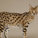 The Savannah Cat a