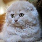 The Scottish Fold a