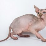 The Sphynx a