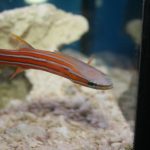 Australian Flathead Perch a