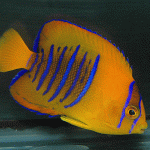 Clarion Angelfish a