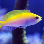 Golden Basslet a