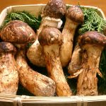 Matsutake mushrooms a