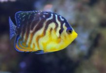 10 World’s Most Expensive Fish