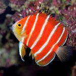 Peppermint Angelfish a