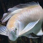 Platinum Arowana a