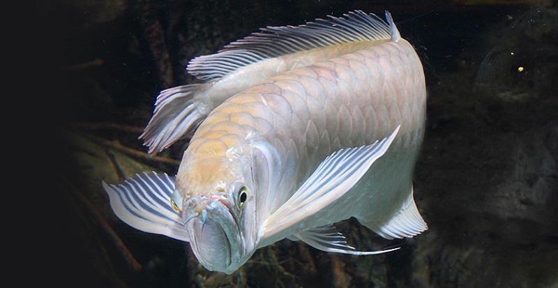  Platinum Arowana  a The Rich Side