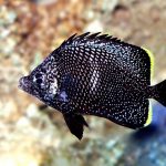 Wrought Iron Butterfly fish a